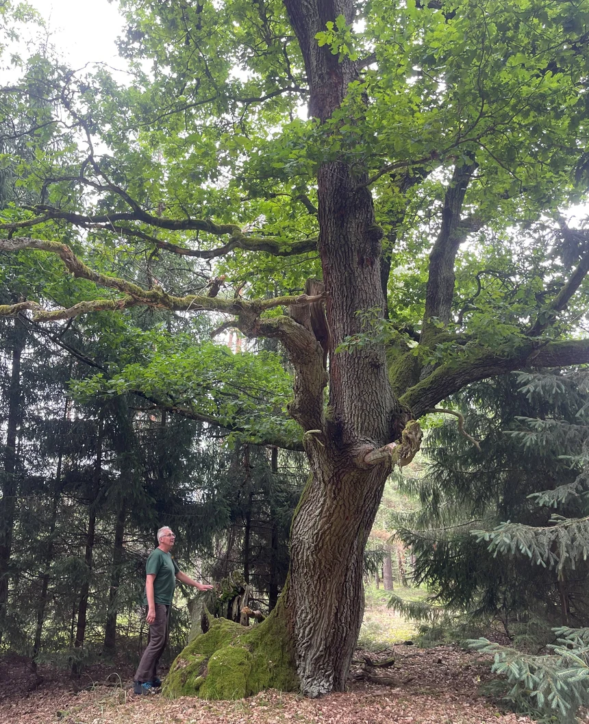 Alte Eiche im Wald