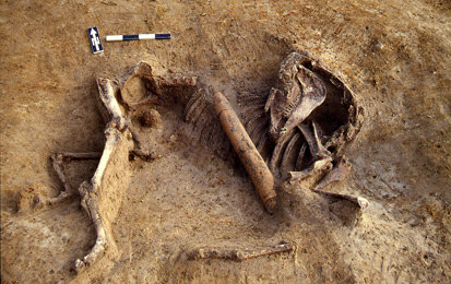 Das Pferdeskelett in Fundlage: links ist im Beckenbereich die Kanonenkugel zu erkennen. Mitten durch den Befund verläuft eine moderne Drainageleitung aus Ton, die die Wirbelsäule, große Teile der Rippen und die Vorderläufe zerstört hat.