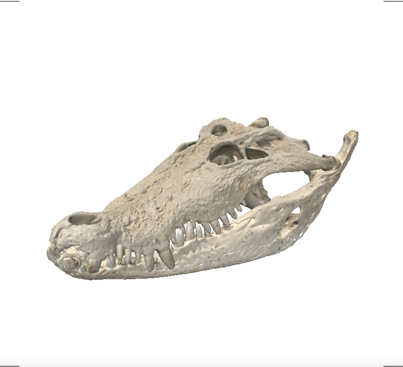 Das Bild zeigt den Schädel des Krokodils Max als 3d Scan. Der Schädel ist gut 70 cm lang.