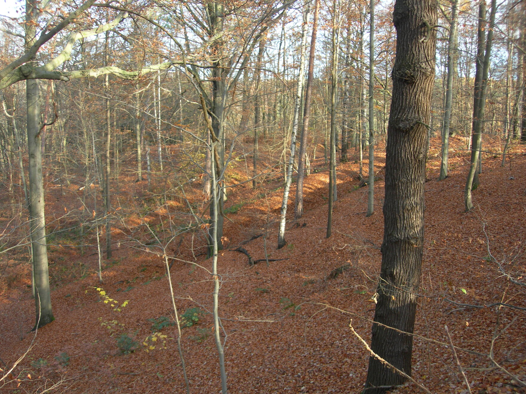 Im Gelände mitten im Wald sieht man ebenfalls die beiden Wälle und Gräben der mittelalterlichen Wallanlage.