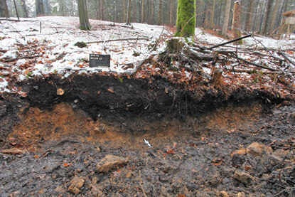 Schnitt durch einen mittelalterlichen Meilerplatz bei Niederpöbel, Kreis Sächsische Schweiz-Osterzgebirge. Mithilfe dort genommener Proben werden die verwendeten Baumarten ermittelt, die Rückschlüsse auf die Zusammenzetzung des damaligen Waldes zulassen. 