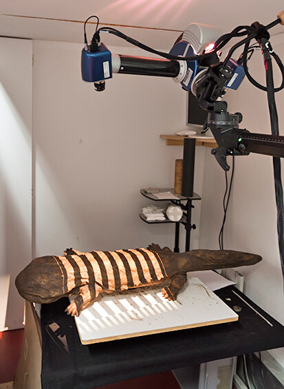 Auch ein fast 1,5 Meter langer japanischer Riesensalamander kam zur 3D Reproduktion auf den Scannertisch des LfA.
