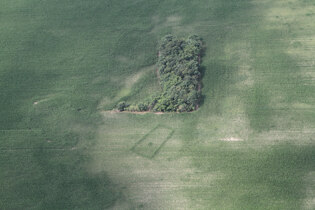 Die trapezförmige Grabanlage aus der mittleren Jungsteinzeit auf dem Mühlberg bei Bloßwitz (Gde. Stauchitz, Kr. Meißen) zeichnet sich sogar im Mais hervorragend ab und kann künftig bei der Bewirtschaftung flächengenau berücksichtigt werden.