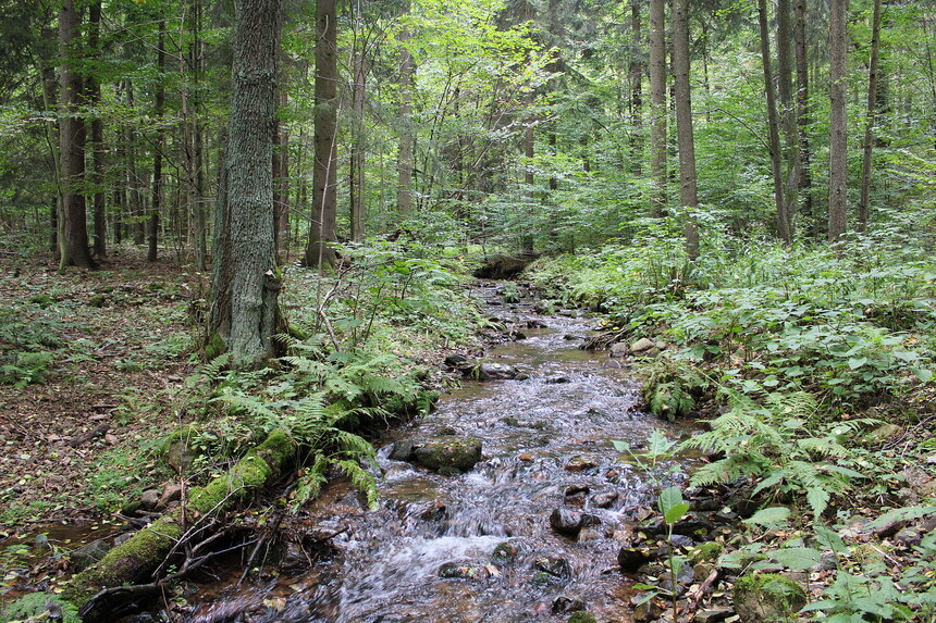 Bach im Wald