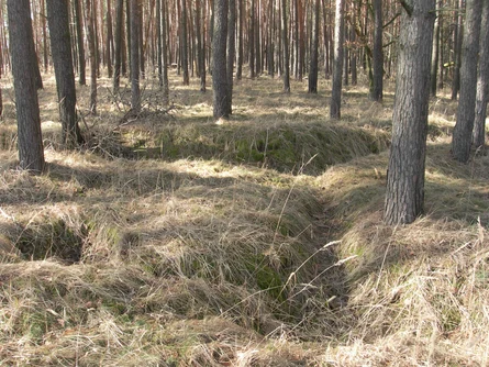 Im Zick-zack verlaufender Schützengraben mit vorgelagertem Stichgraben bei Dreschka (Gde. Neißeaue, Kr. Görlitz, Foto: M. Strobel)