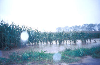 Maisfeld unmittelbar vor dem Hochwasser im August 2002. Beicha (Kr. Döbeln)